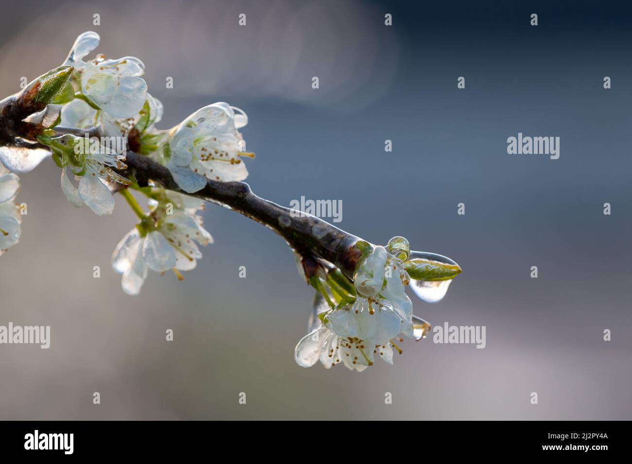 Frozen blossom of fruit trees. The framers sprayed their crops to