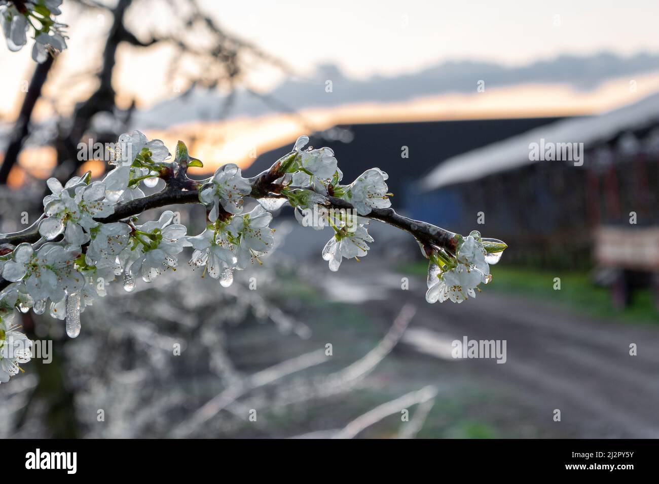 Frozen blossom of fruit trees. The framers sprayed their crops to