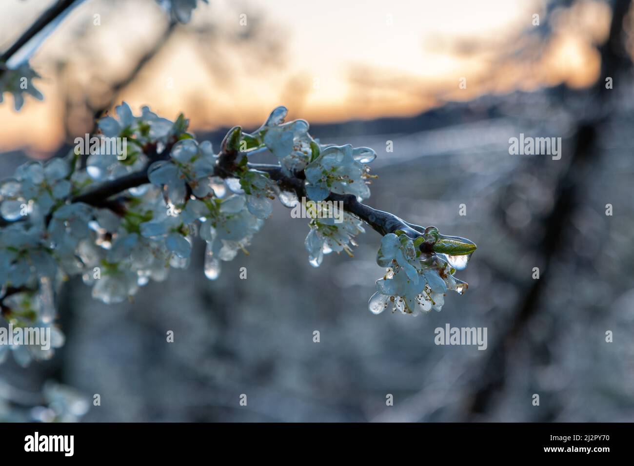 Frozen blossom of fruit trees. The framers sprayed their crops to