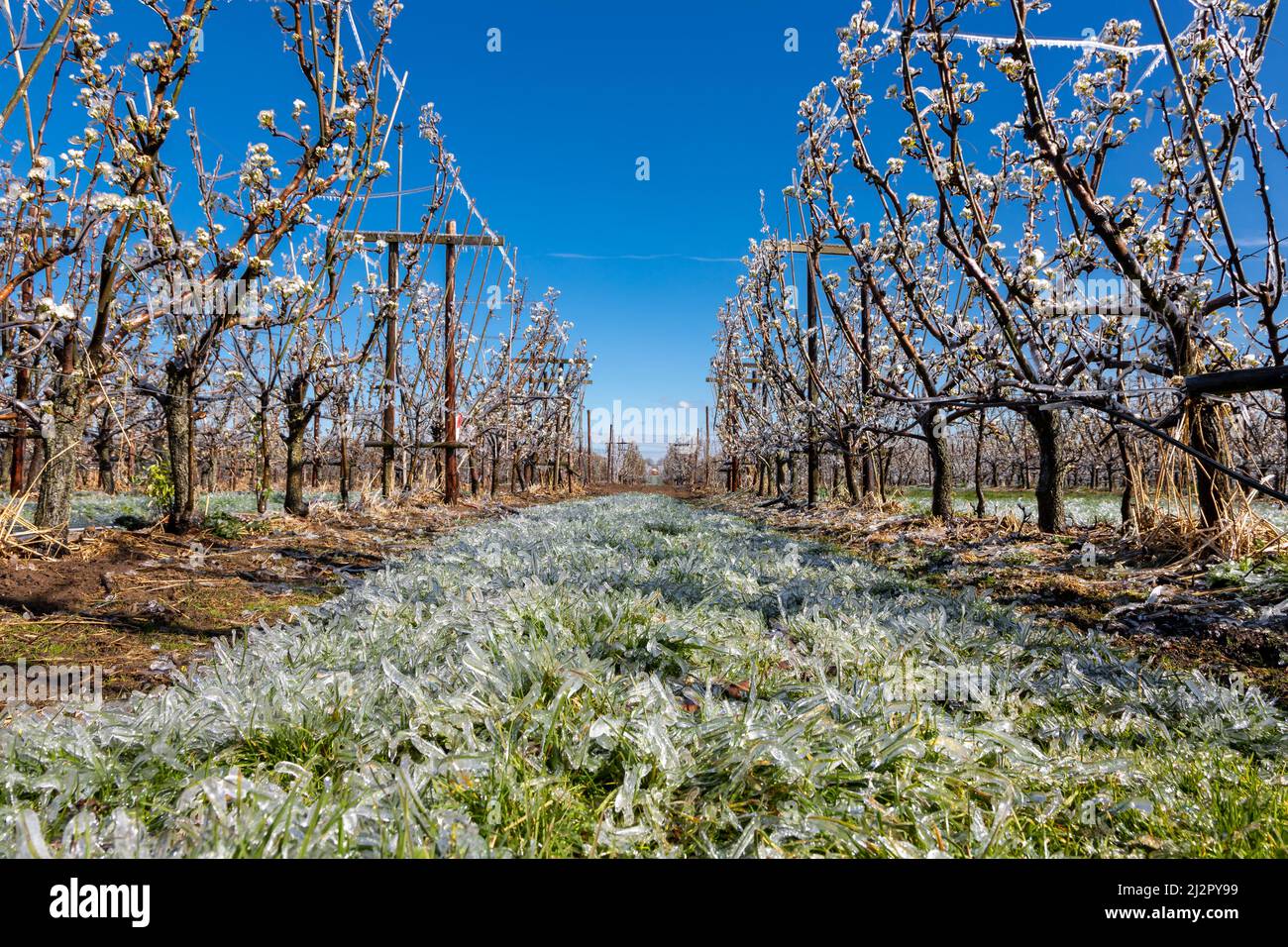 Frozen blossom of fruit trees. The framers sprayed their crops to