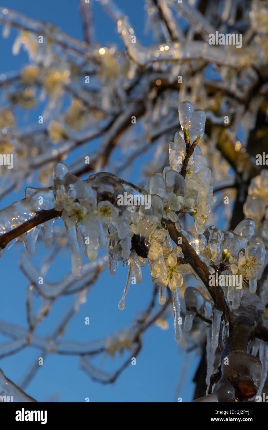 Frozen blossom of fruit trees. The framers sprayed their crops to
