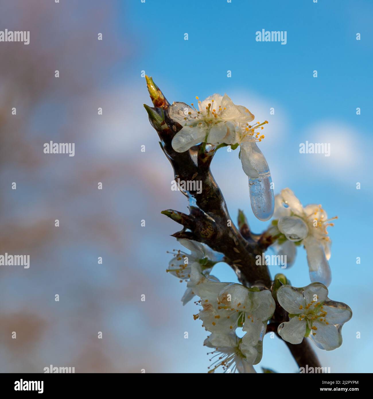 Frozen blossom of fruit trees. The framers sprayed their crops to