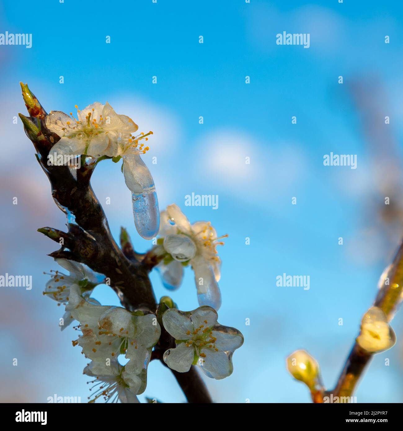 Frozen blossom of fruit trees. The framers sprayed their crops to