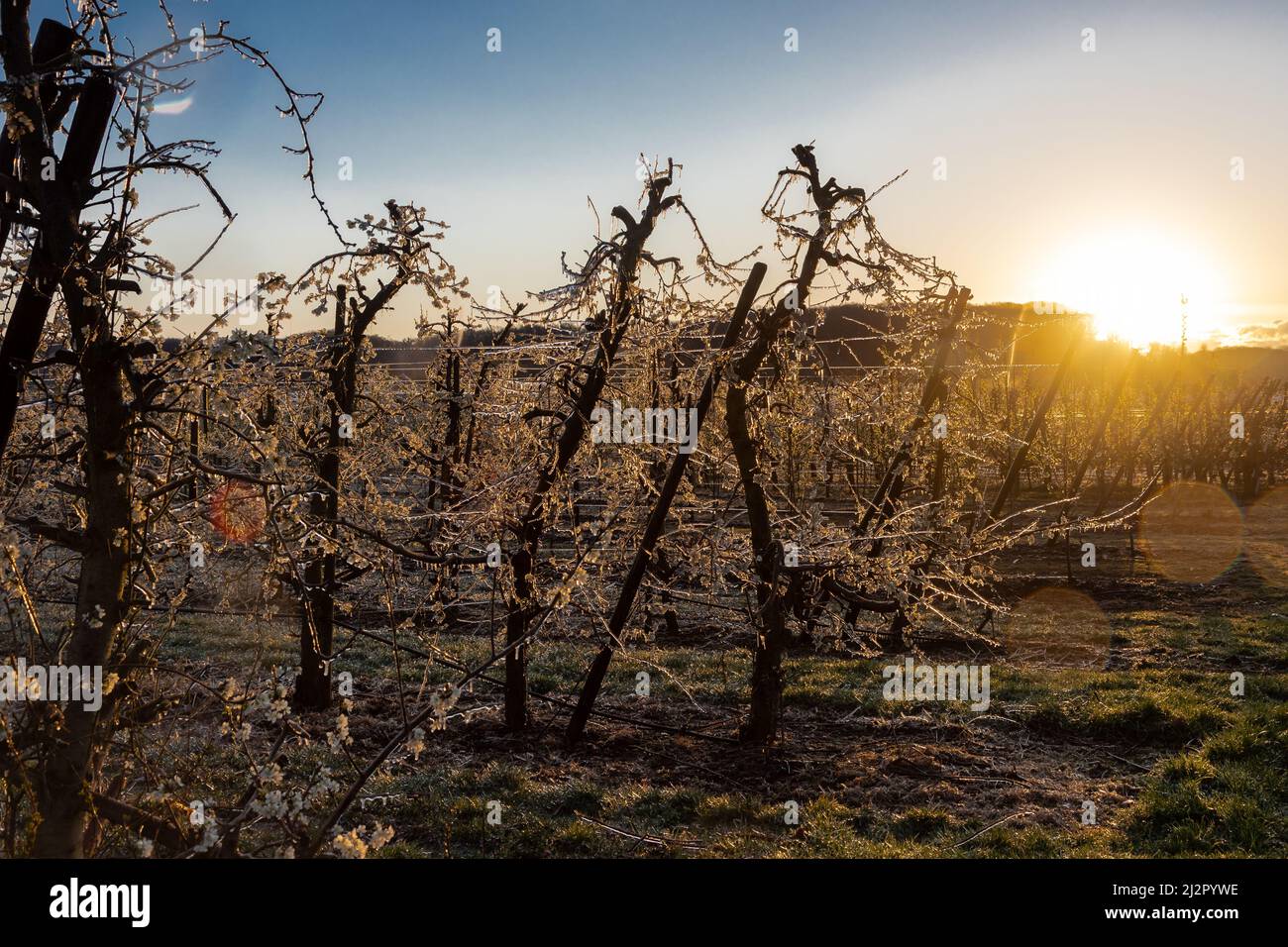 Frozen blossom of fruit trees. The framers sprayed their crops to