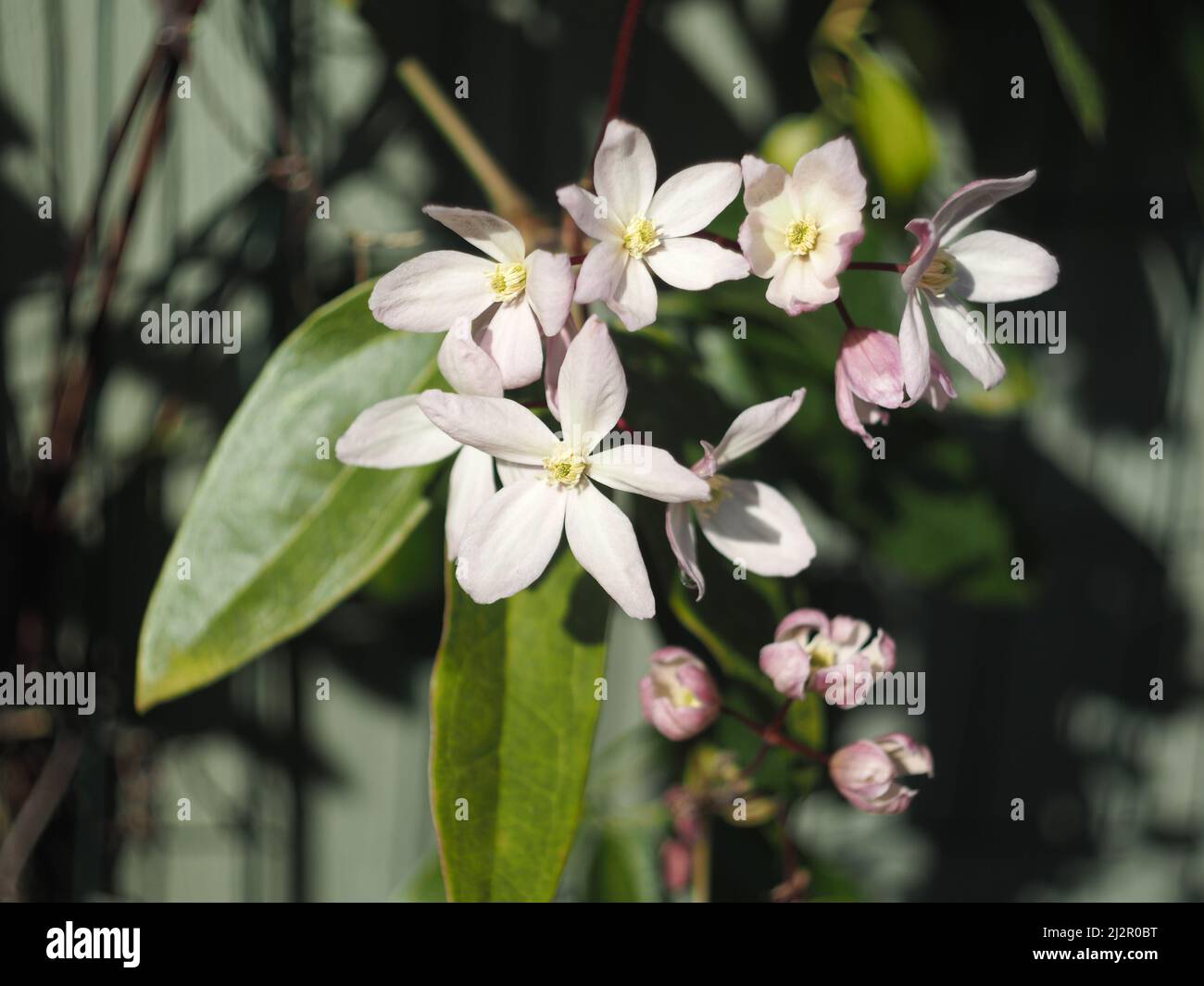 Clematis Armandii flowers in the sunshine Stock Photo