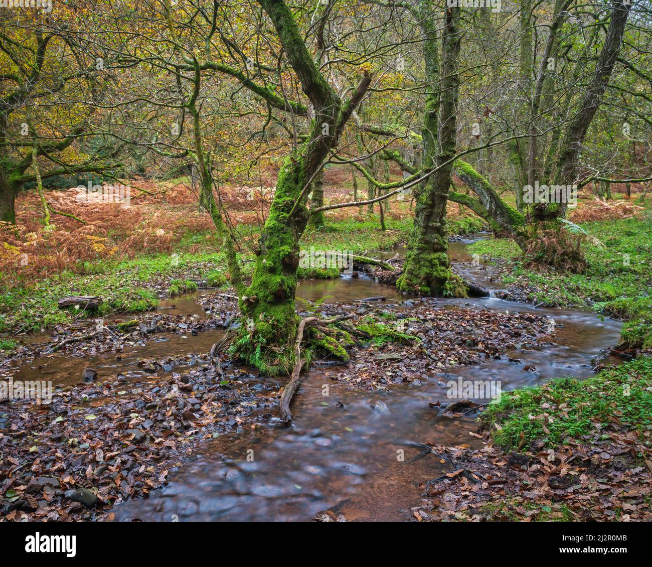An autumnal view of a meandering stream in the woods at Hodders Coombe near Holford on the Quantock Hills, Somerset, England, UK Stock Photo