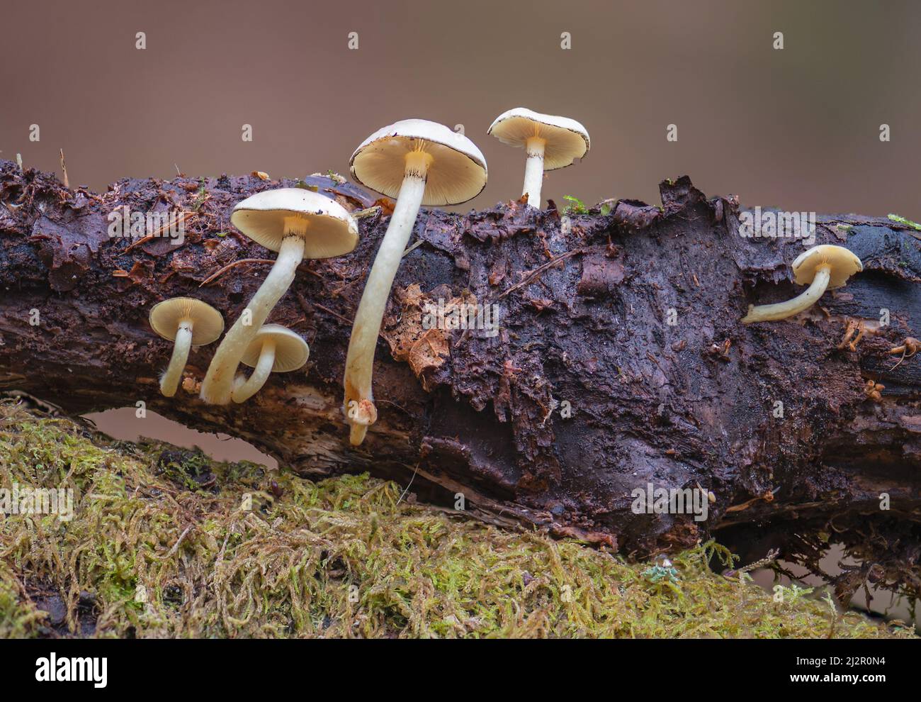 Fungi growing on dead logs in the woods at Hodders Coombe near Holford on the Quantock Hills, Somerset, England, UK Stock Photo