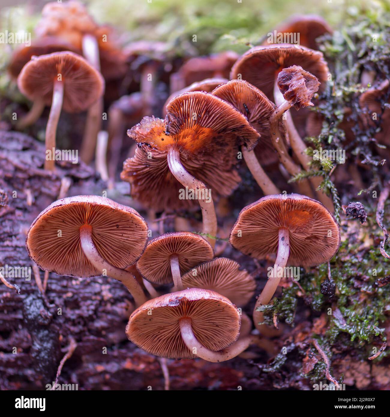Fungi growing on dead logs in the woods at Hodders Coombe near Holford on the Quantock Hills, Somerset, England, UK Stock Photo
