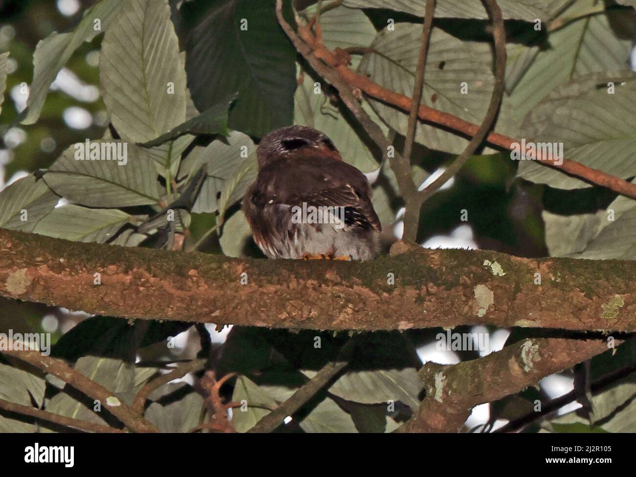 Central American Pygmy-owl (Glaucidium griseiceps rarum) adult perched on branch showing false eyes on back of head near La Selva, Costa Rica Stock Photo