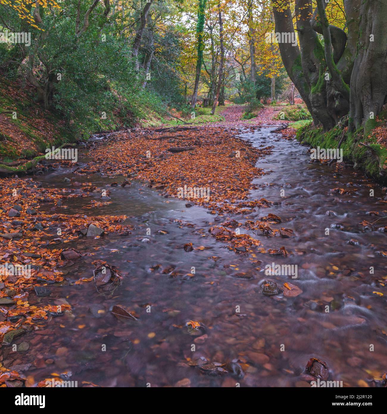 An autumnal view of a meandering stream in the woods at Hodders Coombe near Holford on the Quantock Hills, Somerset, England, UK Stock Photo