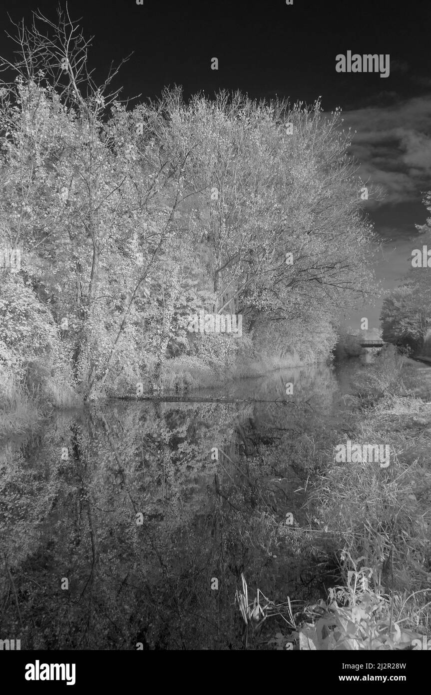 Infrared picture looking along the Bridgewater and Taunton Canal in Taunton, Somerset, England, UK. part of the East Deane Way. Stock Photo
