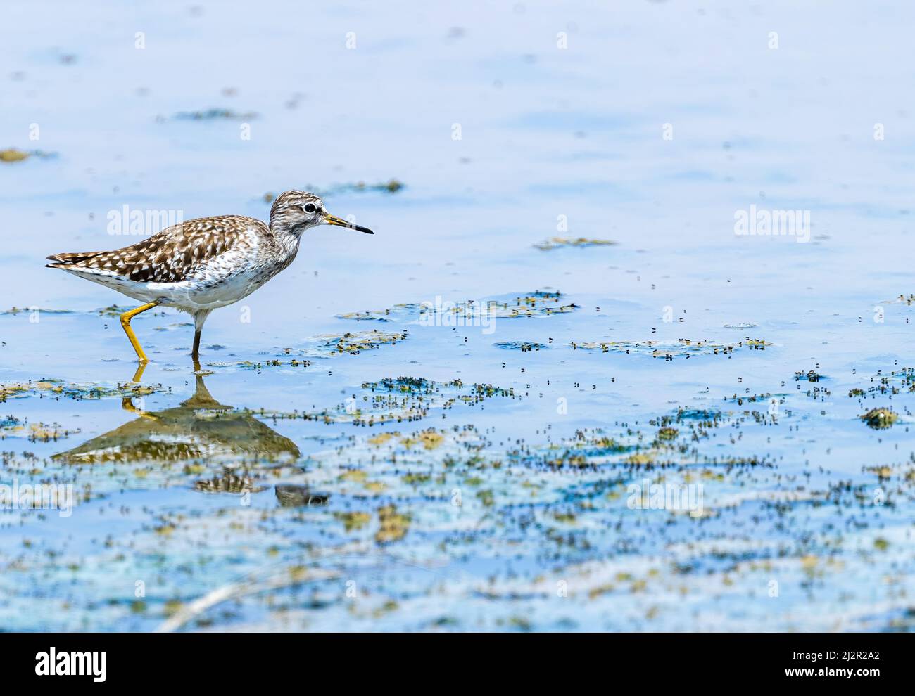 A Wood Sandpiper in a wet land Stock Photo