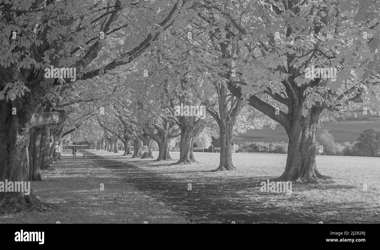 An autumnal infrared picture of a footpath lined by an avenue of horse chestnut trees in Hamilton Gault Park in Taunton Somerset, England, UK Stock Photo