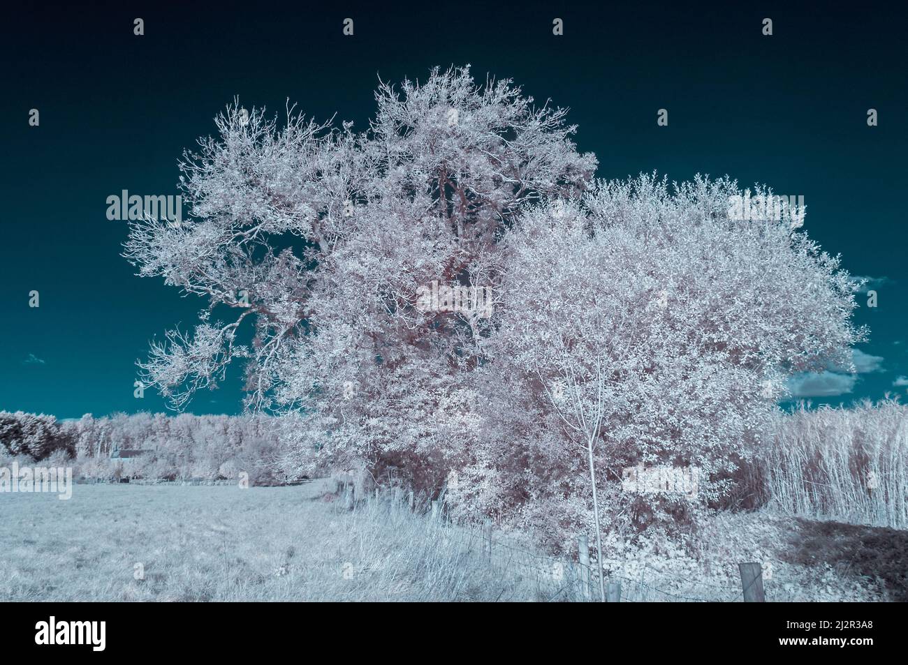 An autumnal infrared picture showing berries on trees in the open countryside just outside Taunton, Somerset, England, UK Stock Photo