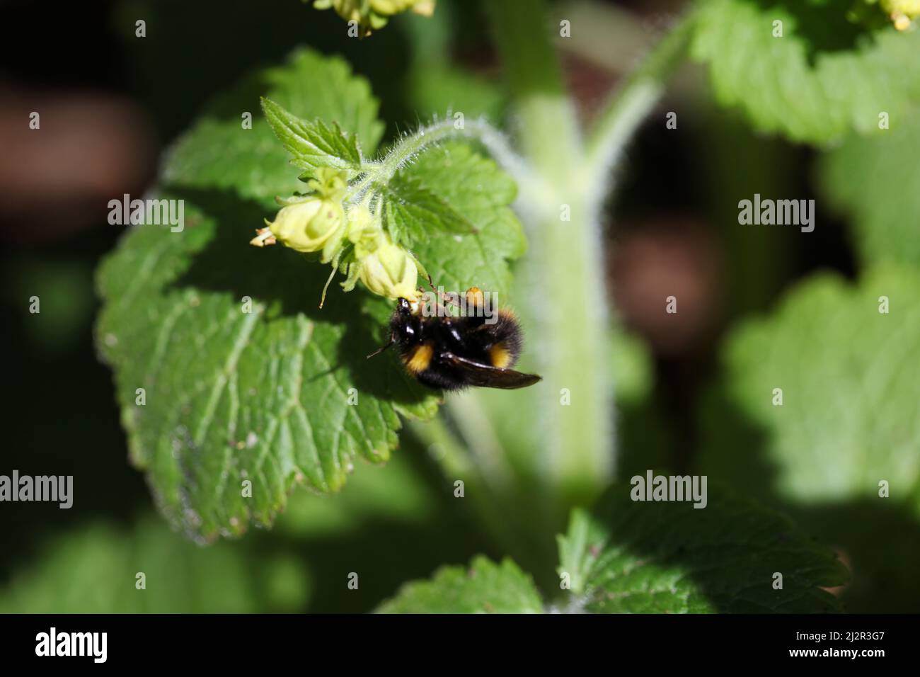 Close-up of a Hairy-Footed Flower bee,  Anthophora plumipes, foraging on a Yellow figwort plant, Scrophularia vernalis Stock Photo