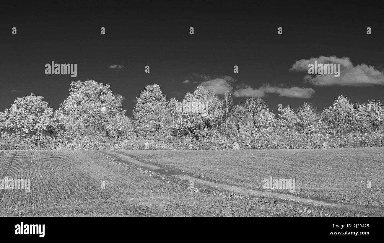 An autumnal infrared picture showing tree lined fields and the open countryside just outside Taunton, Somerset, England, UK Stock Photo