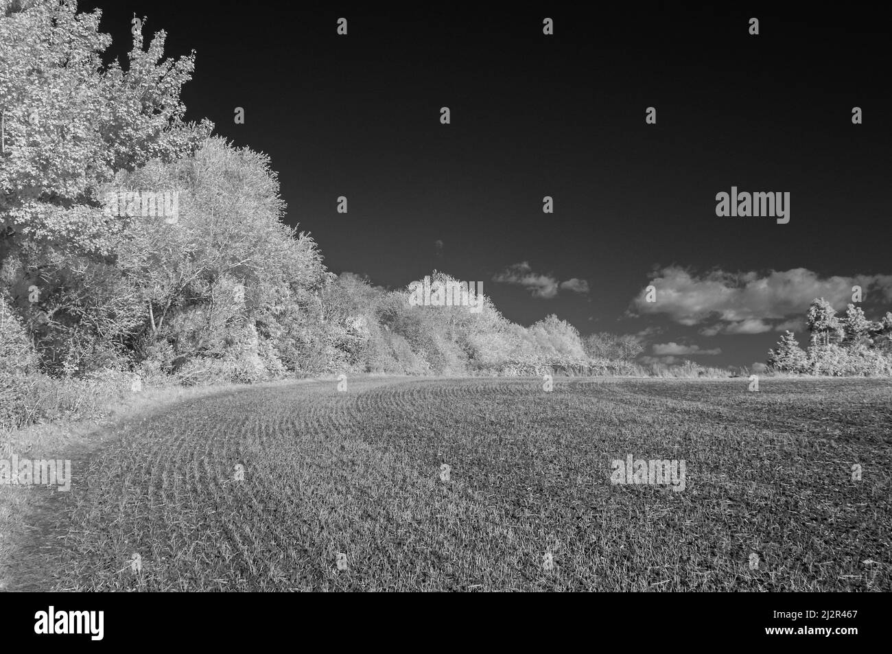 An autumnal infrared picture showing tree lined fields and the open countryside just outside Taunton, Somerset, England, UK Stock Photo