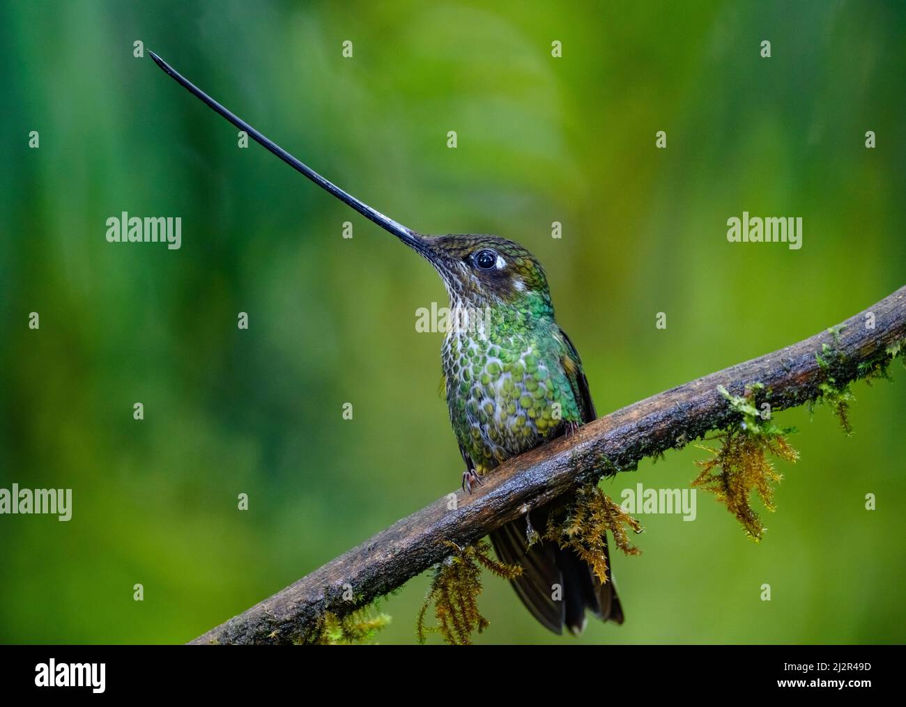 A Sword-billed Hummingbird (Ensifera ensifera) showing off its extrodinarily long bill. Colombia, South America. Stock Photo