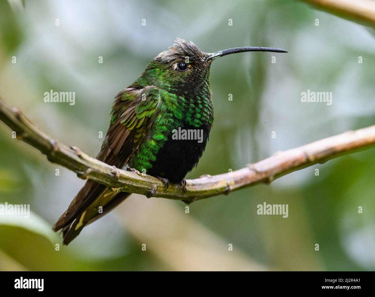 A male Mountain Velvetbreast hummingbird (Lafresnaya lafresnayi) perched on a branch. Colombia, South America. Stock Photo