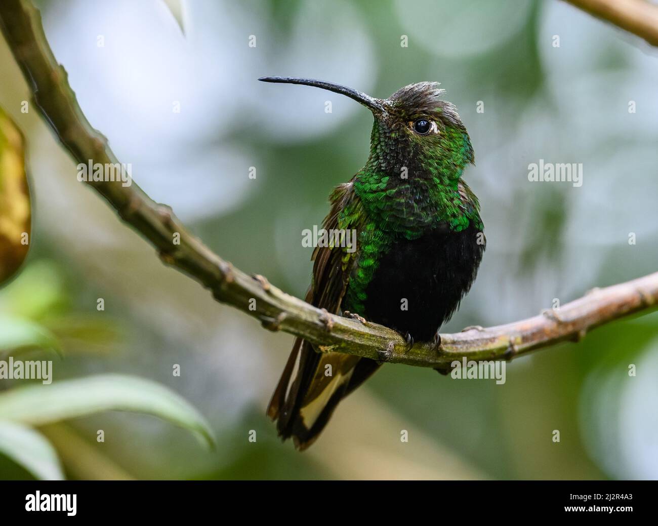A male Mountain Velvetbreast hummingbird (Lafresnaya lafresnayi) perched on a branch. Colombia, South America. Stock Photo
