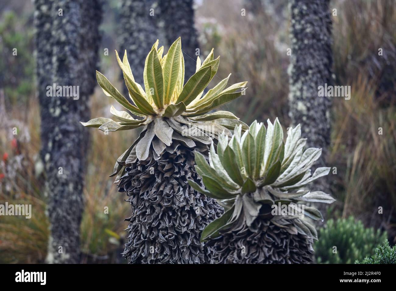 Espeletia plants in the Andes mountains. Colombia, South America. Stock Photo