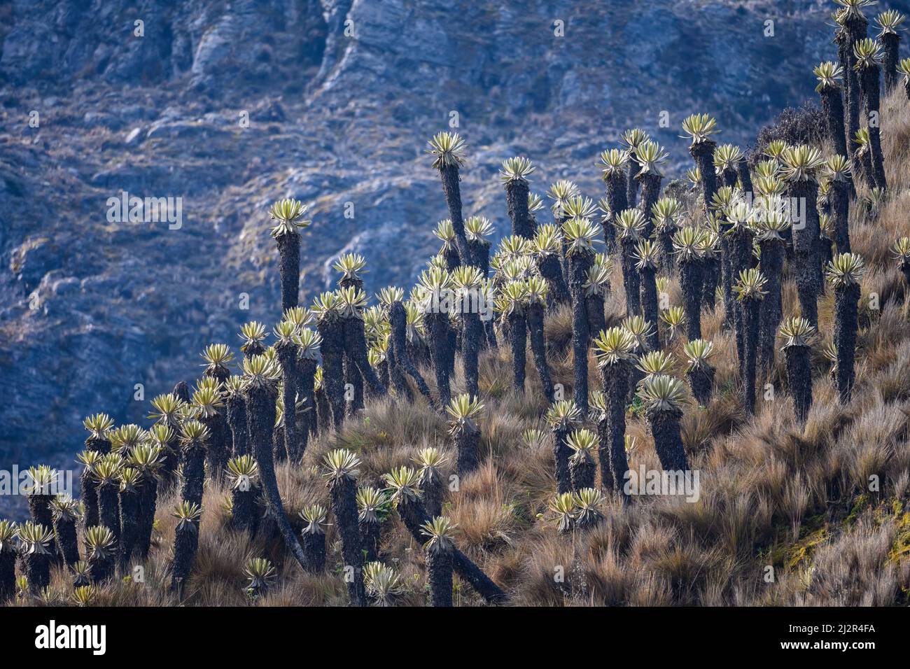 Espeletia plants in the Andes mountains. Colombia, South America. Stock Photo