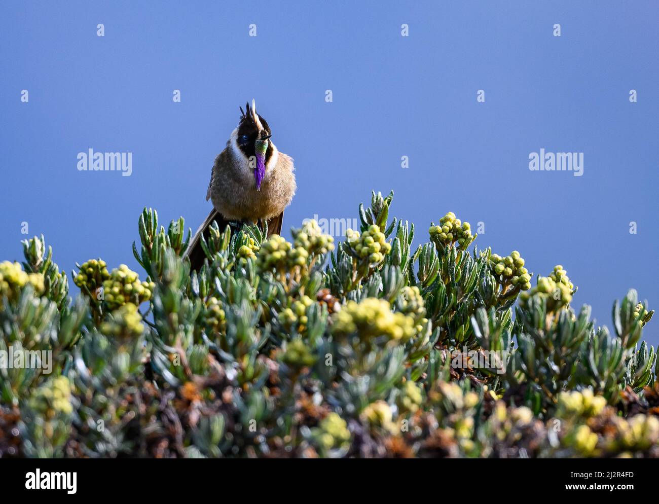 A Buffy Helmetcrest hummingbird (Oxypogon stuebelii) perched on a flowering tree. Colombia, South America. Stock Photo