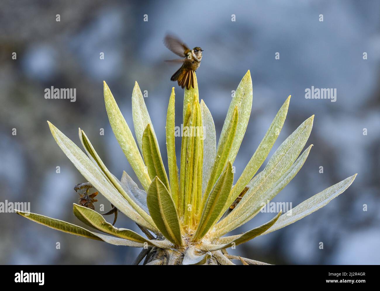 A hummingbird flying off a frailejón plant in the Andes mountains. Colombia, South America. Stock Photo