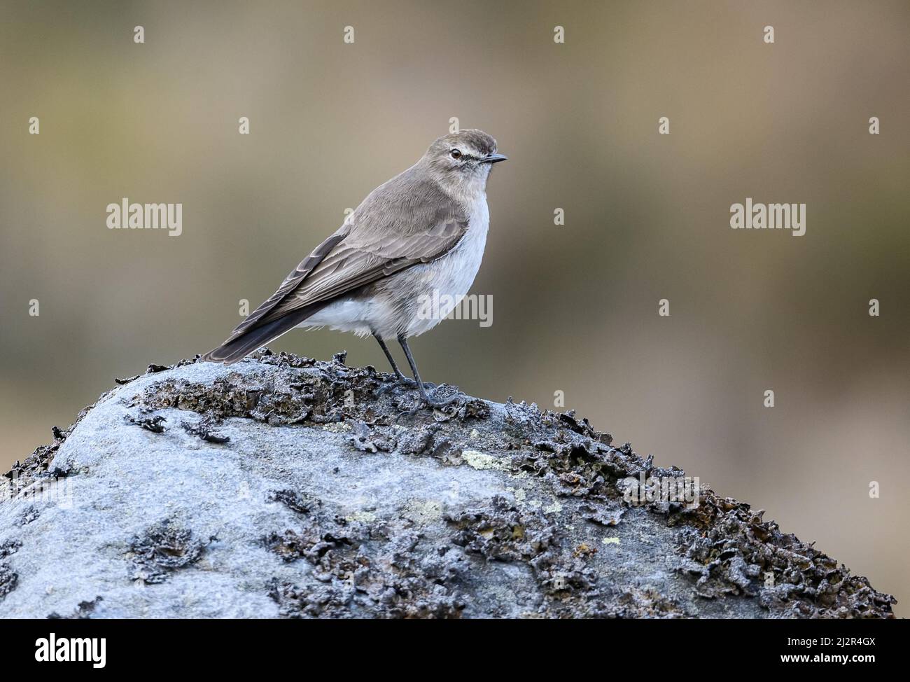 A Plain-capped Ground-Tyrant (Muscisaxicola alpinus) standing on a rock. Colombia, South America. Stock Photo
