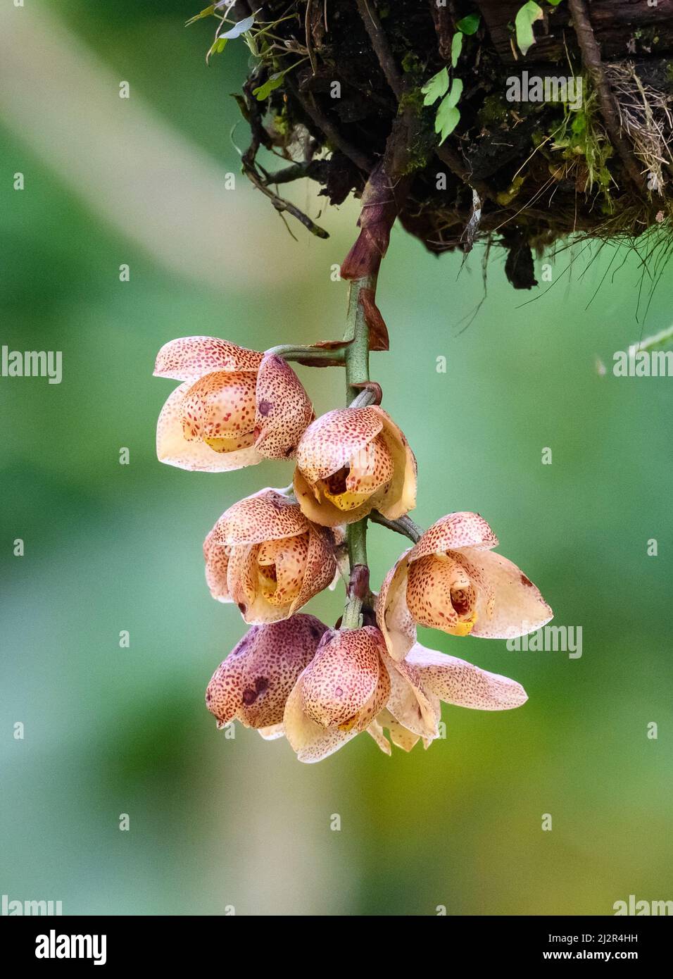 Pink Acineta orchid flowers in full bloom. Colombia, South America. Stock Photo
