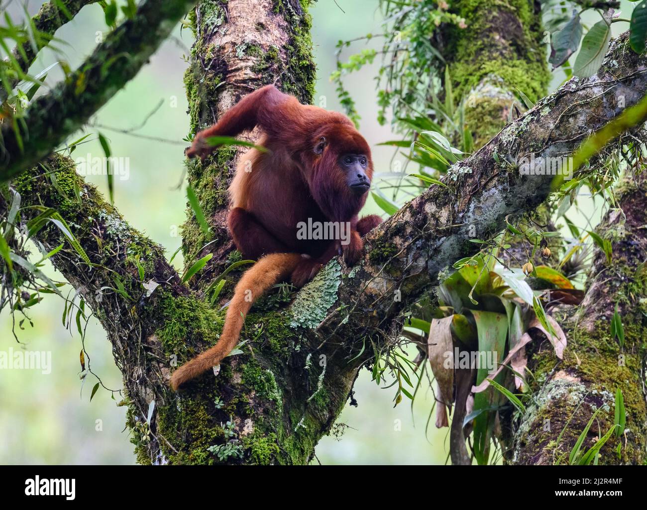 A wild Colombian Red Howler monkey (Alouatta seniculus) sitting on a big tree in rain forest. Colombia, South America. Stock Photo