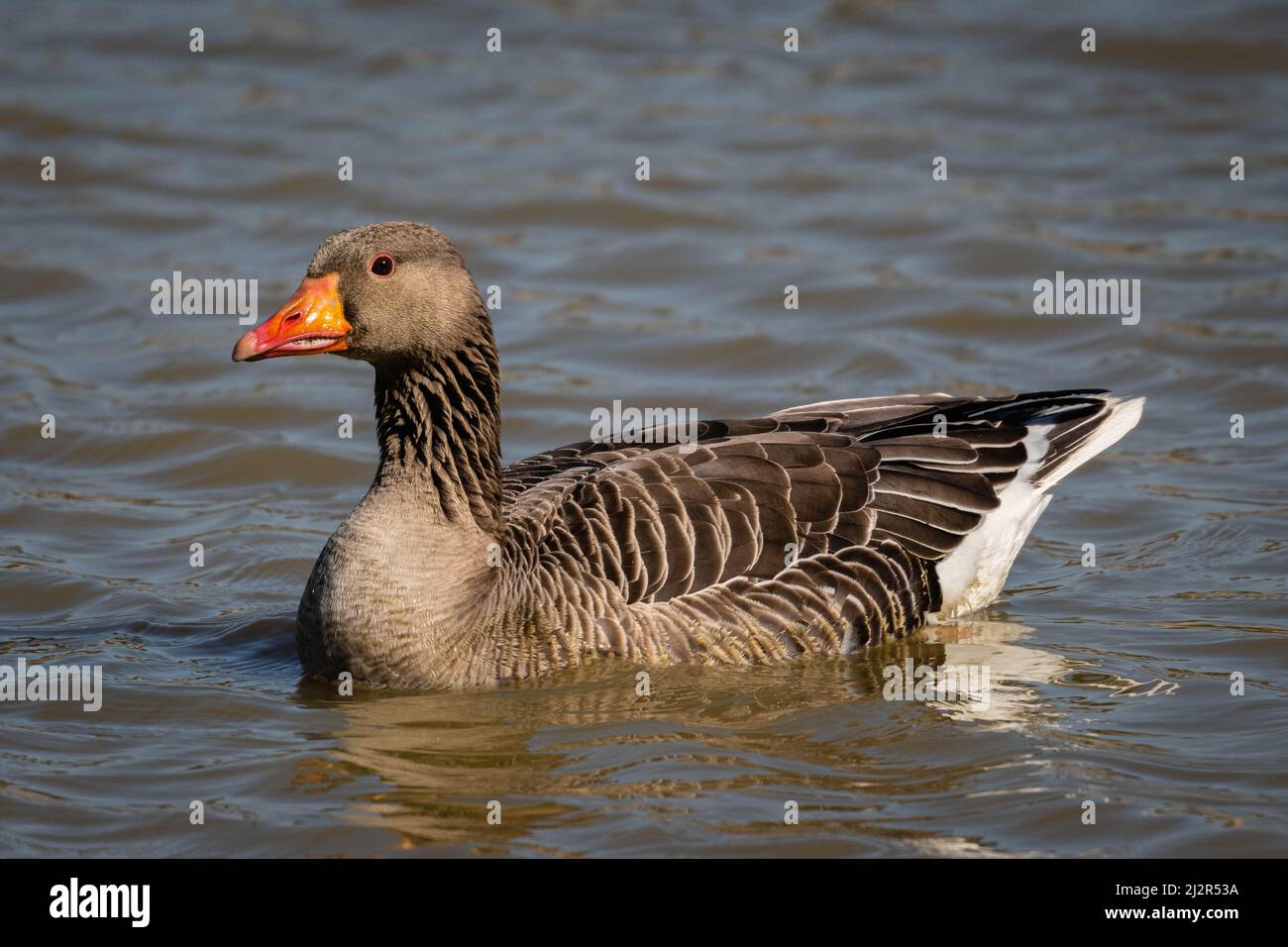 Greylag goose Stock Photo