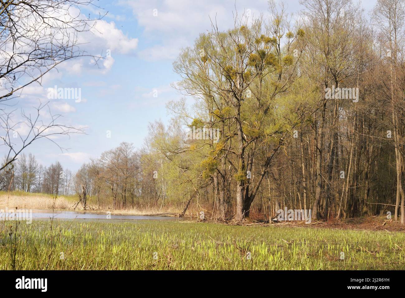 April in the Biebrza valley, forest edge and spring floodplains, sunny landscape with flooded meadow, poplars with mistletoe Stock Photo