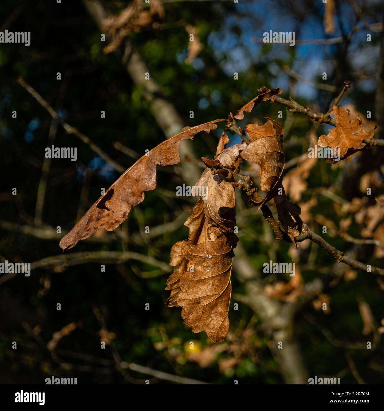 Dead oak leaves hi-res stock photography and images - Alamy