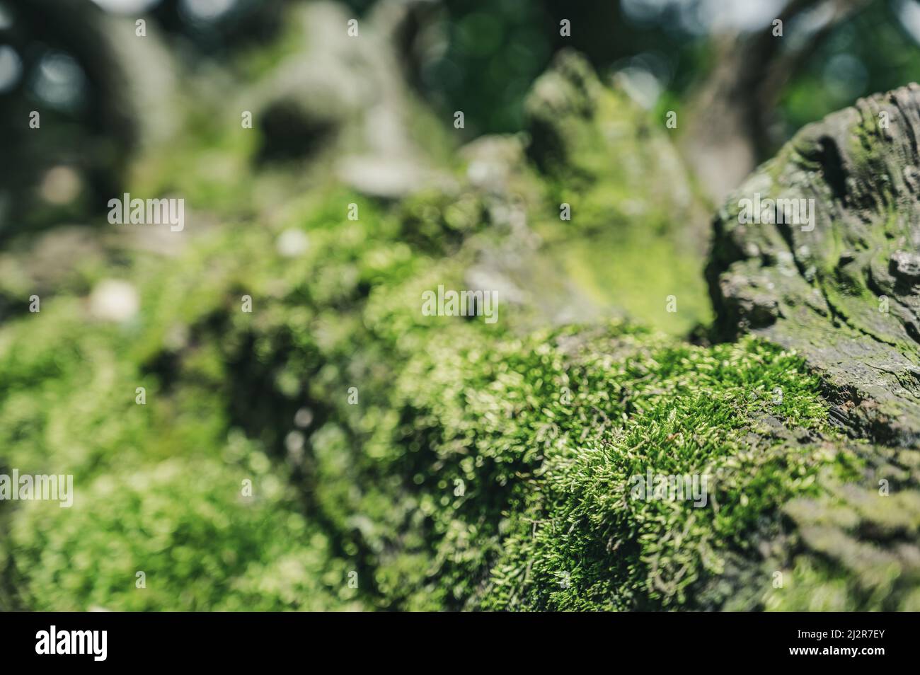 patch of moss showing both gametophytes and sporophytes with a blurred forest backdrop Stock Photo