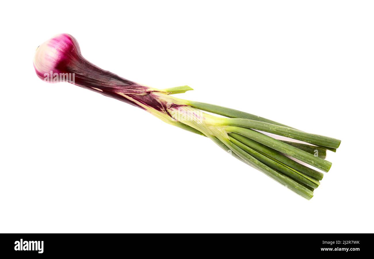 Spring onion with dark purple bulb Stock Photo Alamy