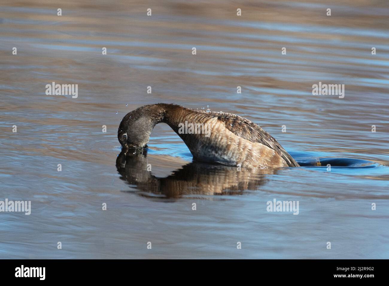 female ringnecked duck diving on freshwater pond Stock Photo Alamy