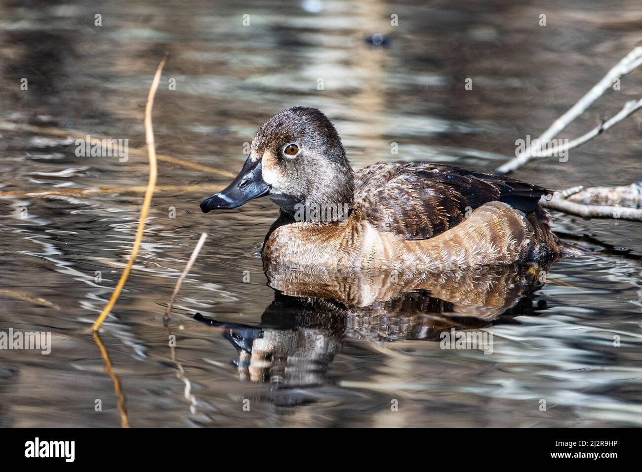 Waterfowl Ducks - Highland Wildlife Photography