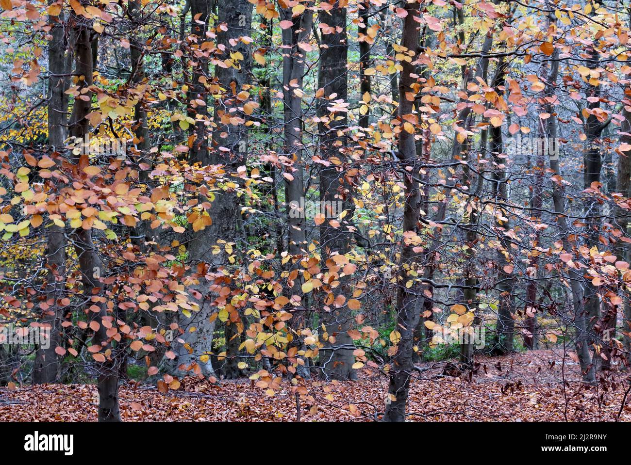 Woodland in autumn with tints and hues from Beech trees in the Cannock Chase Forest a designated Area of Outstanding Natural Beauty Stock Photo
