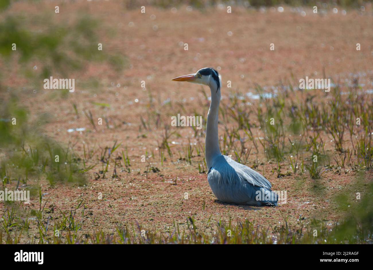 Grey heron or common heron in Bharatpur bird sanctuary Rajasthan India ...