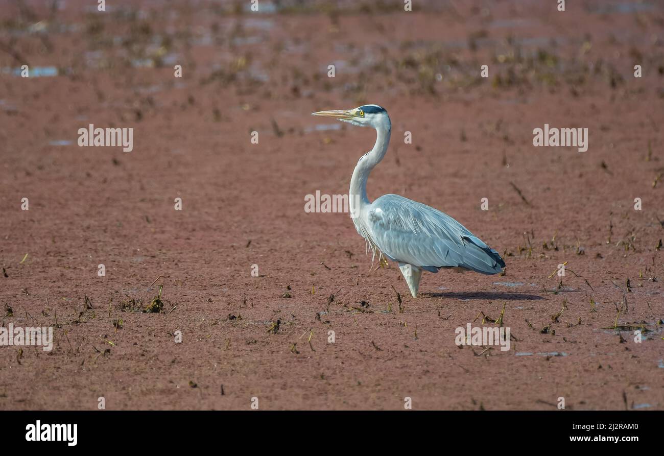 Grey heron or common heron in Bharatpur bird sanctuary Rajasthan India ...