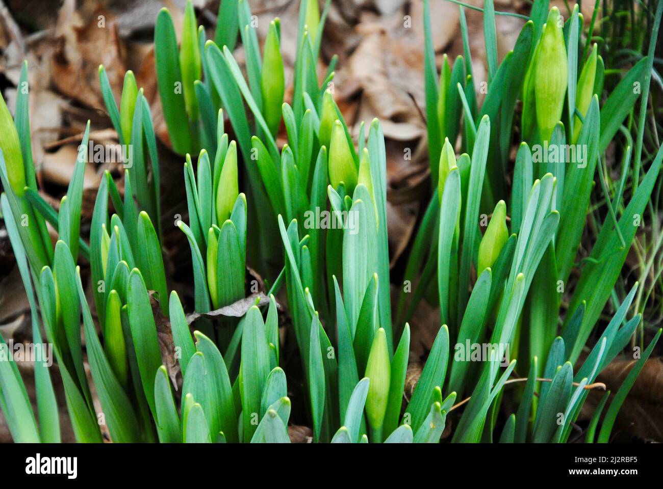 Early spring flowers in Northeast Ohio Stock Photo - Alamy