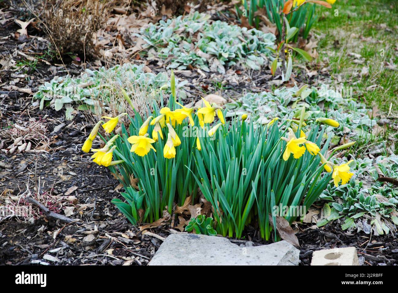 Early spring flowers in Northeast Ohio Stock Photo Alamy