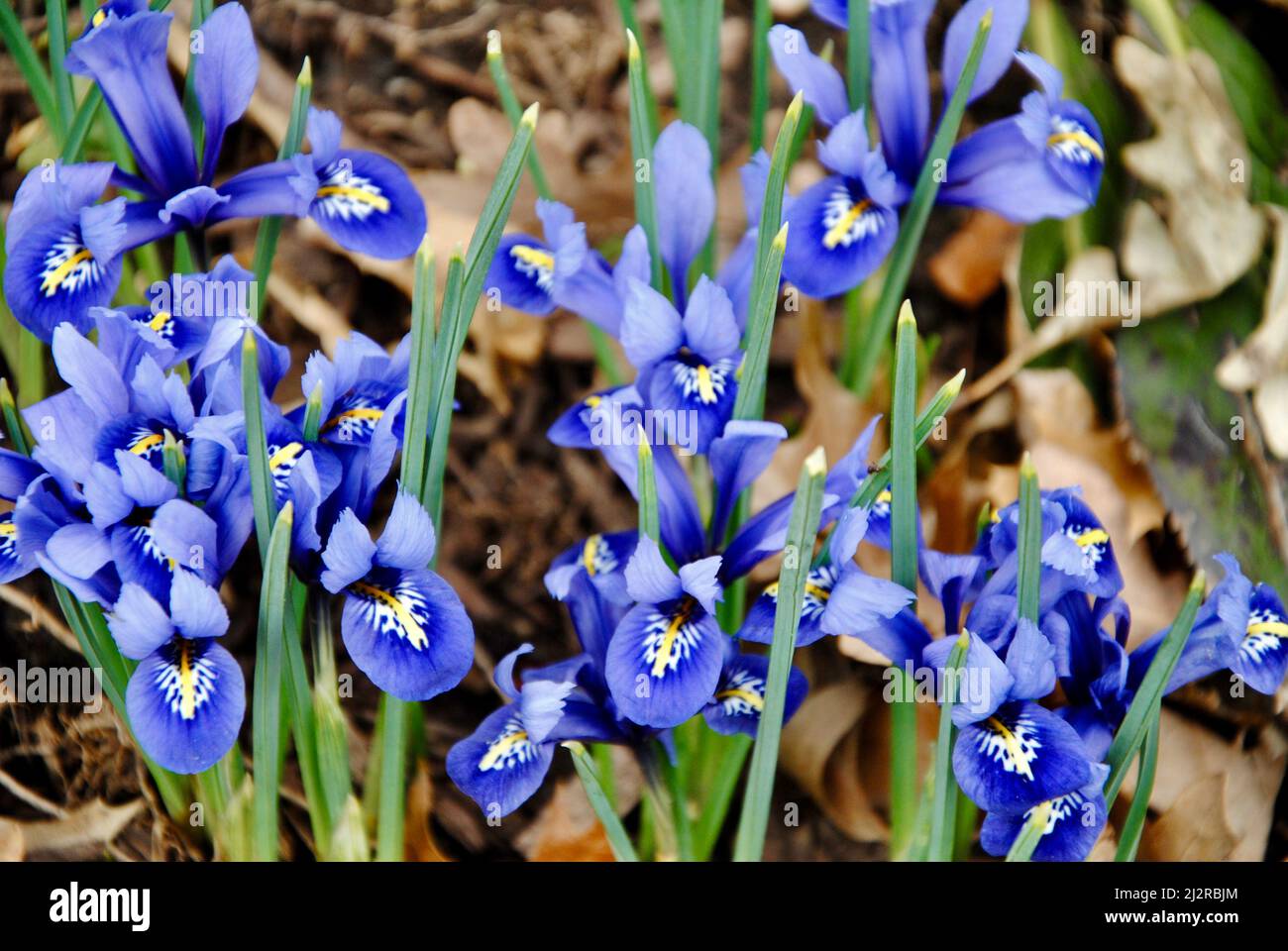 Dwarf iris reticulata early spring flowers in Northeast Ohio Stock ...