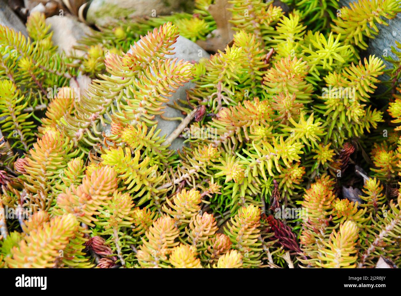 Early spring flowers in Northeast Ohio Stock Photo - Alamy