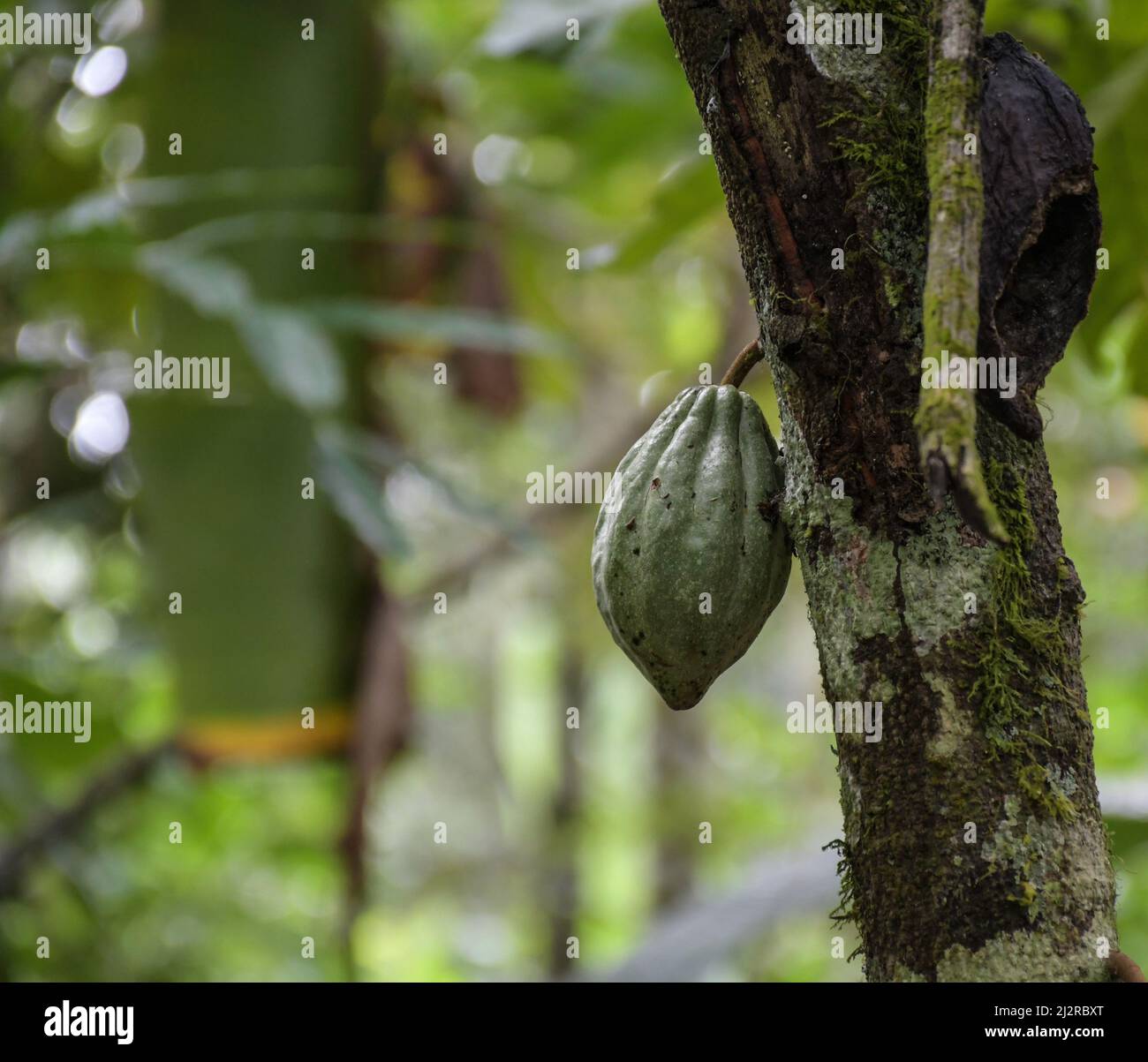 Cocoa fruit hanging from cacao plant or chocolate plant in Kerala India