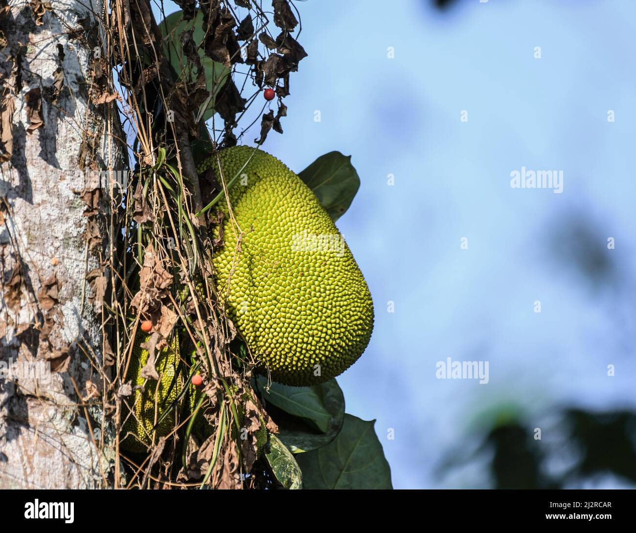 organic-jackfruit-or-jack-fruit-hanging-from-tree-kerala-stock-photo