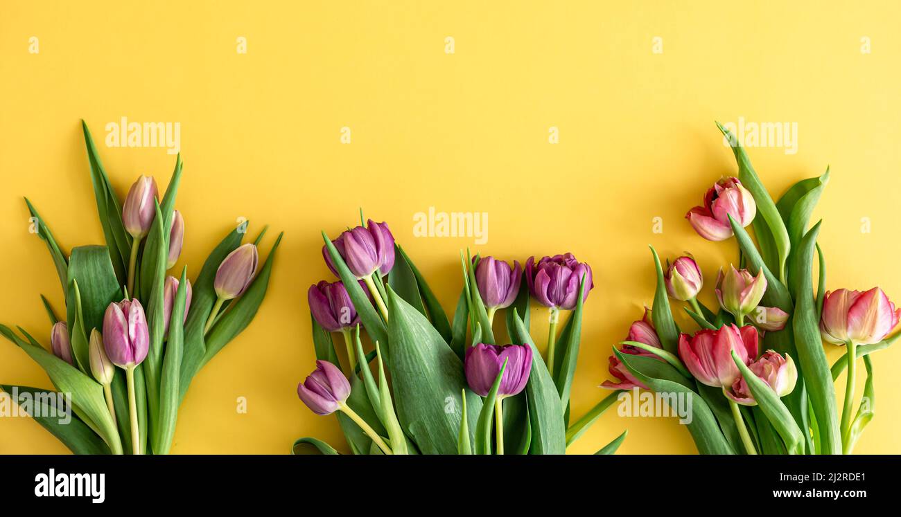 Flat lay, tulips on a colored background. Stock Photo
