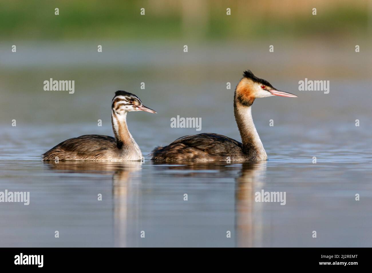 Great crested grebes, Podiceps cristatus, adult female and chick, Comunidad valenciana wetlands, Spain Stock Photo