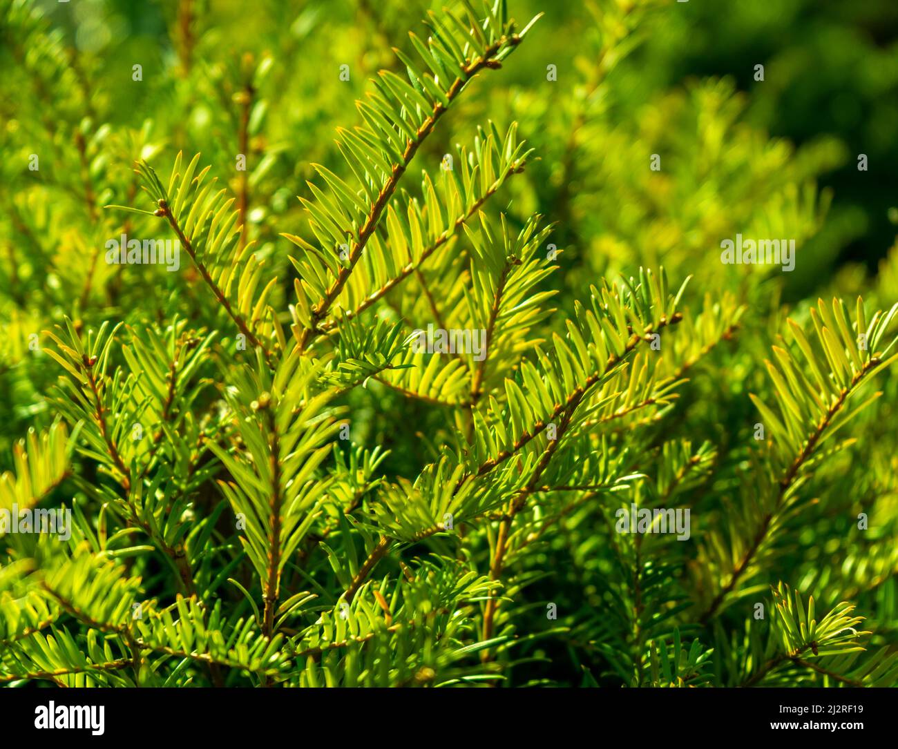 Closeup shot of a sunny illuminated coniferous plant Stock Photo